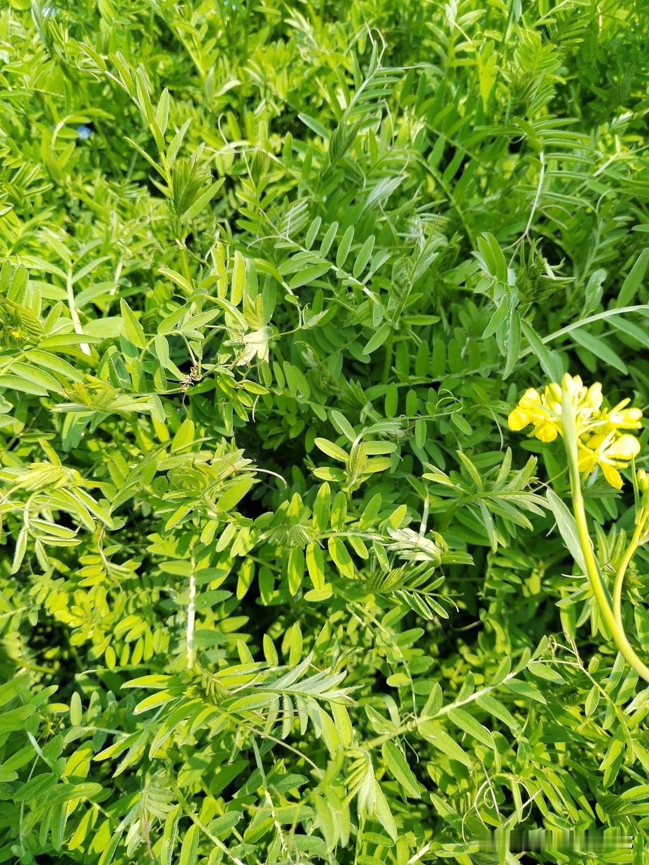 昨天就春分季节了，地里喷除草剂的农民，一家挨一家，人们都学会了科学种田。

种庄