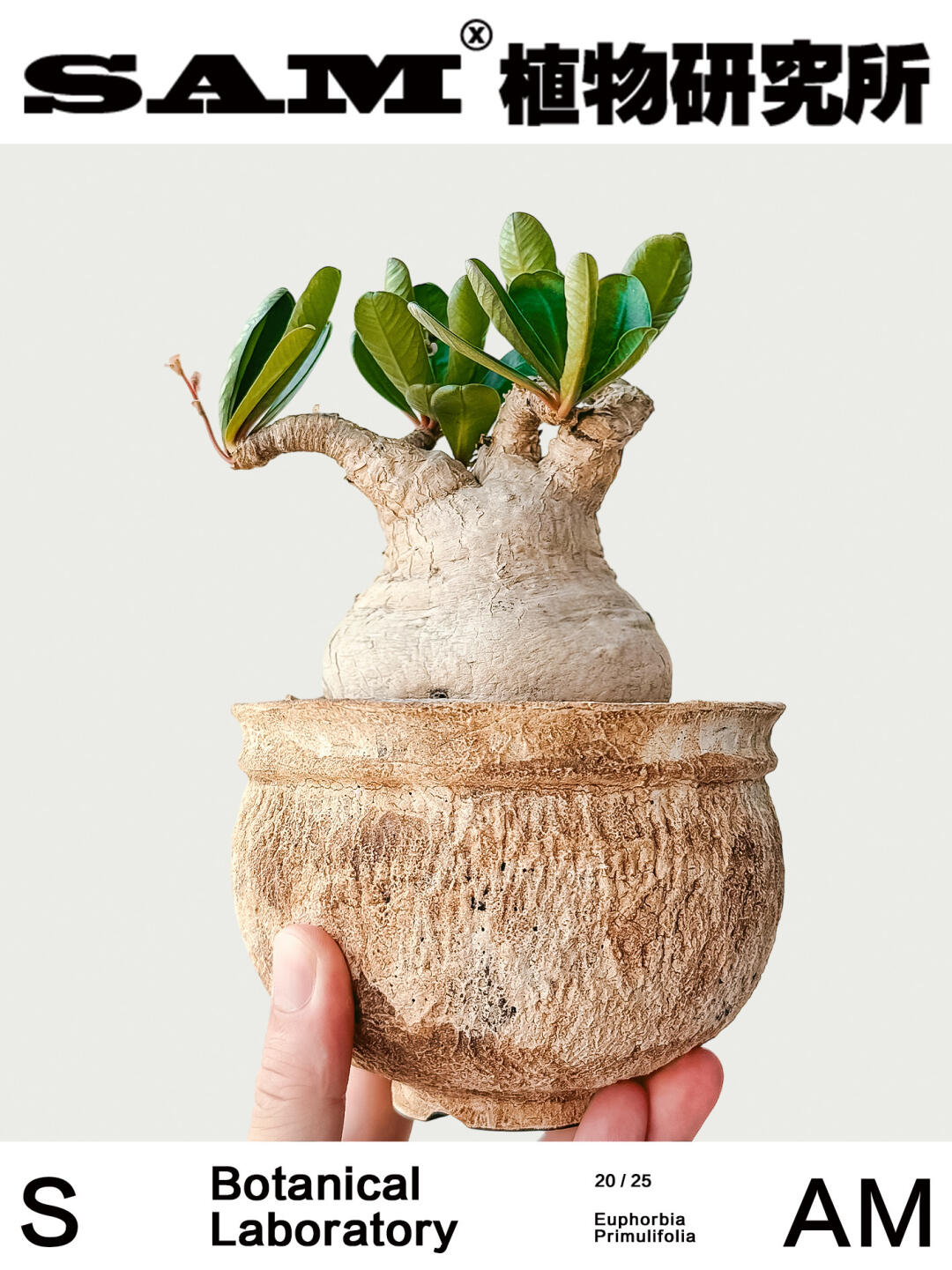 樱花大戟｜Euphorbia Primulifolia