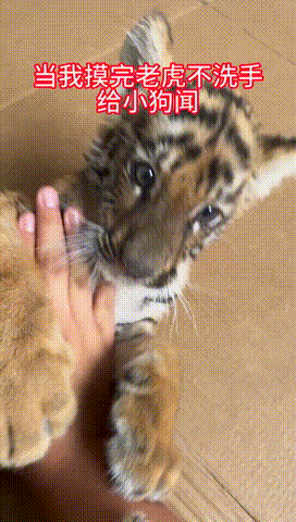 小狗：你不要过来啊！！！ 