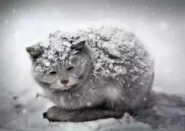 这是行善积德，尤其北方的流浪猫，据说一到冬天，有一大半被冻死，饿死了。
原因是天