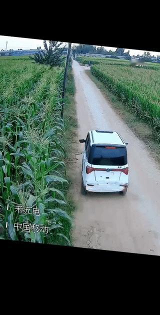 几个大妈竟然驾驶一辆“老头乐″电动车组团去地里偷玉米？
她们分工明确，将车停在路