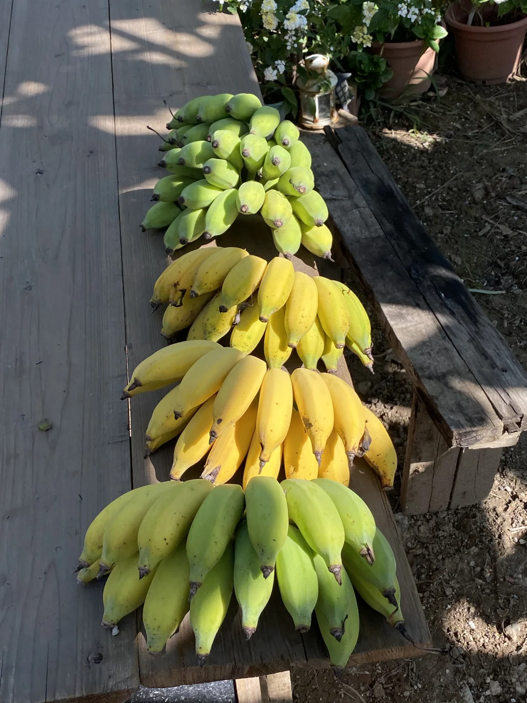 今天割了串树上熟的漂亮蕉🍌