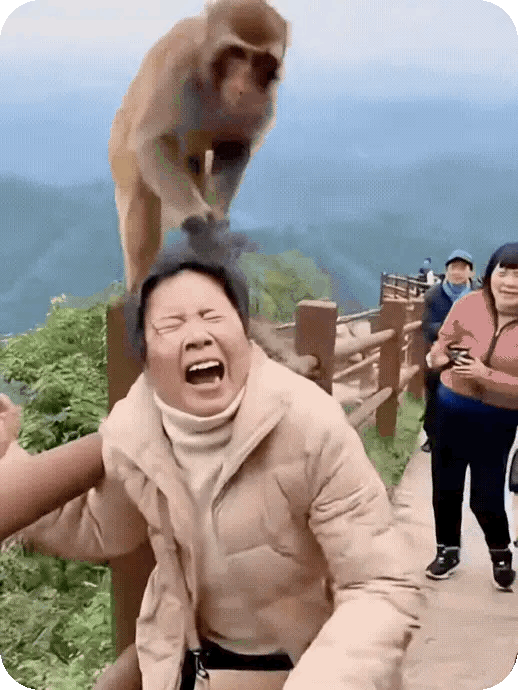 这种情况下，把猴子打死不会赔钱吧？