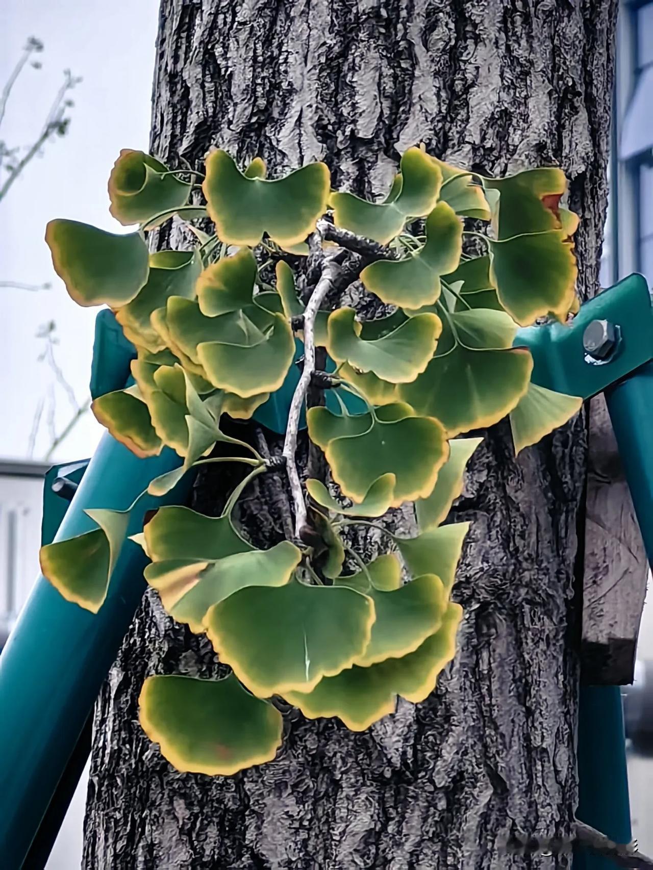 银杏开始黄了！