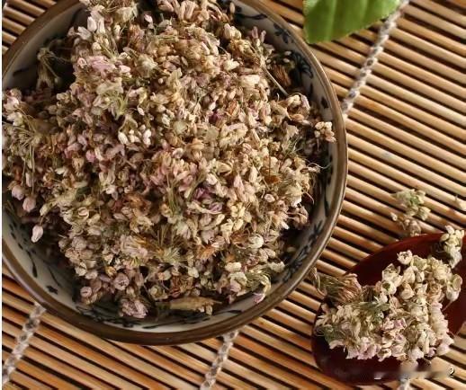 图片中的植物是一种野生植物，生长在内蒙、山西、陕北等地。在内蒙，人们称它为“扎蒙