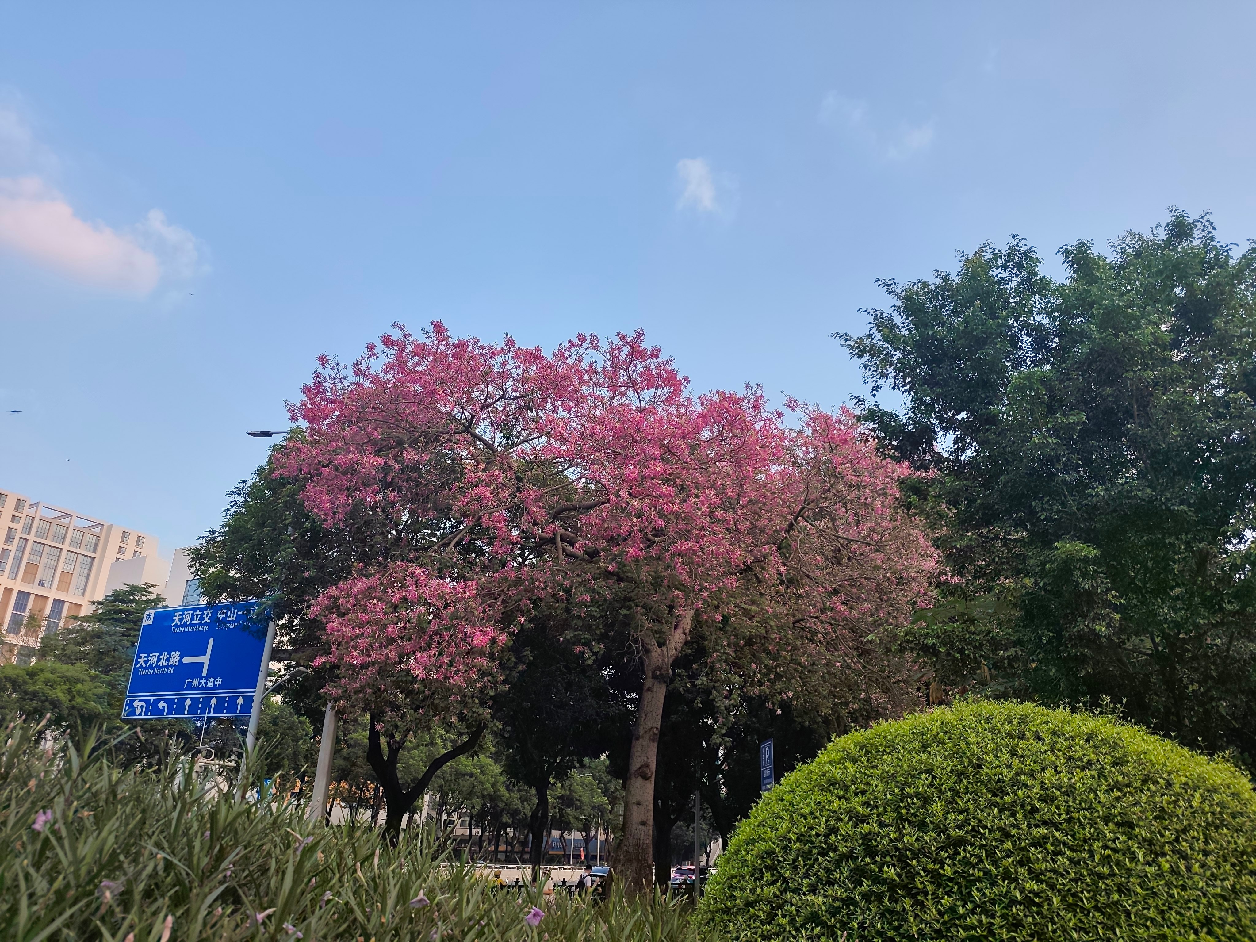 花城的秋天，满树的粉红🌸  ​​​