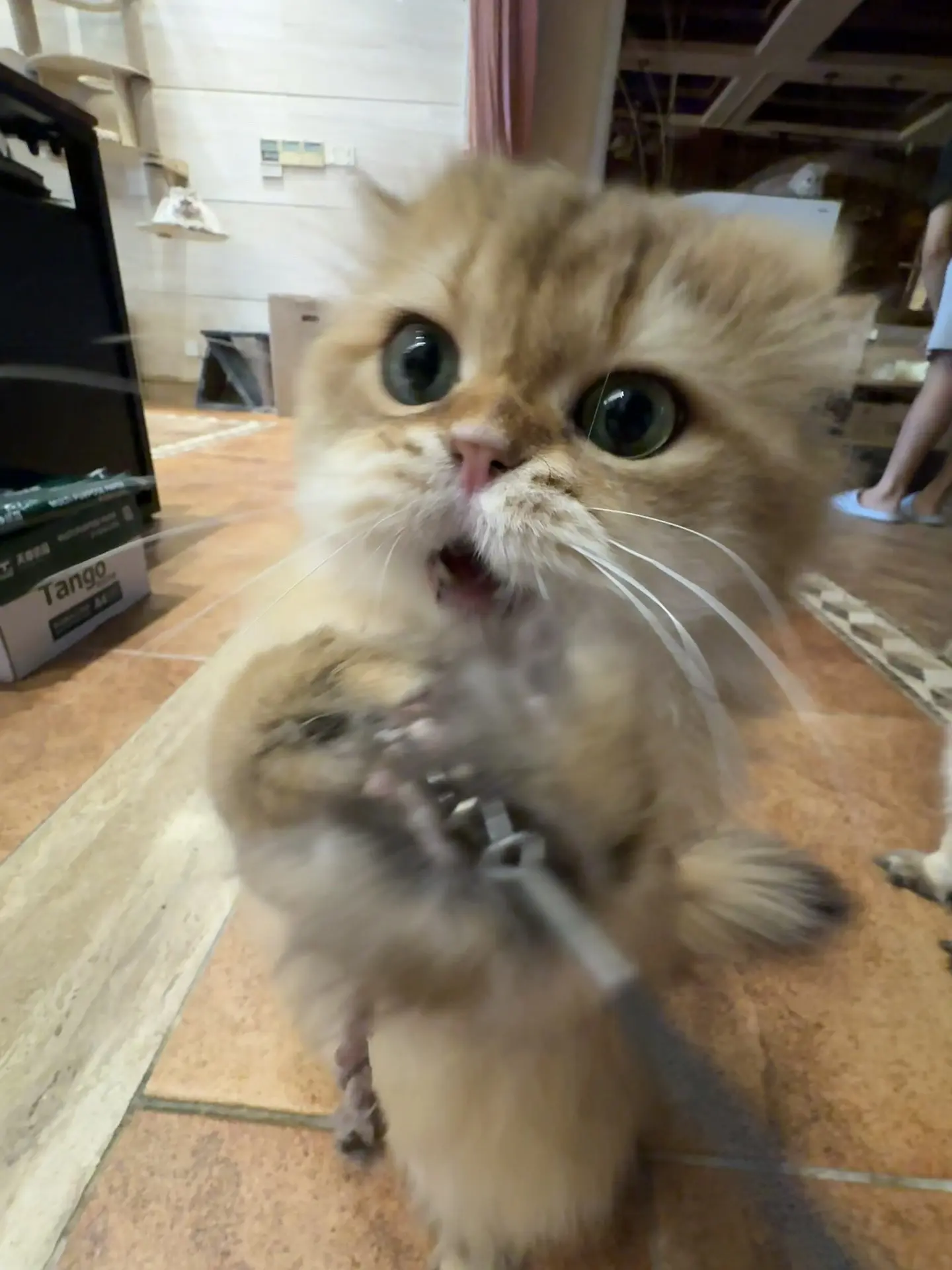 泥嚎，我系dakar呀❤️