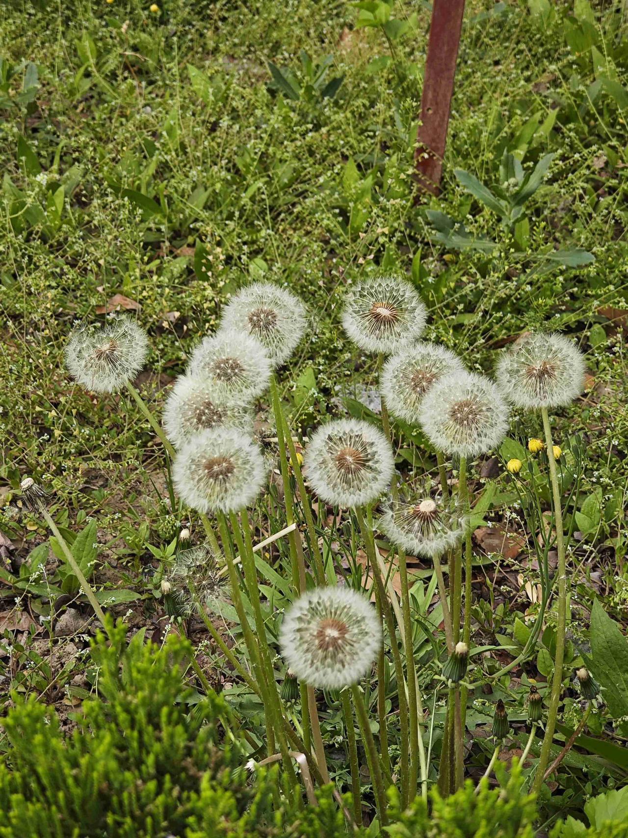 我的今日状态：😁轻松愉快
我这里的天气：☀️晴天
春天的种子蓄势待发，美丽中带
