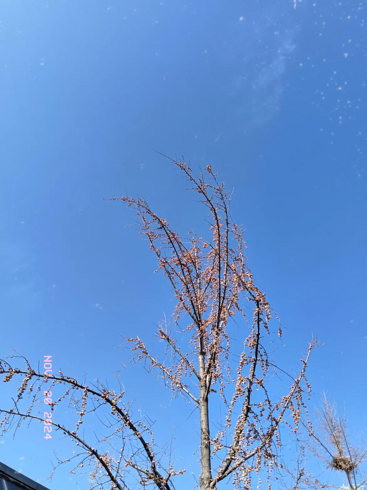 天晴了暖阳阳的，银杏叶子落了一地，树上果子还在一串串的小珠子随风晃荡，天格外蓝，