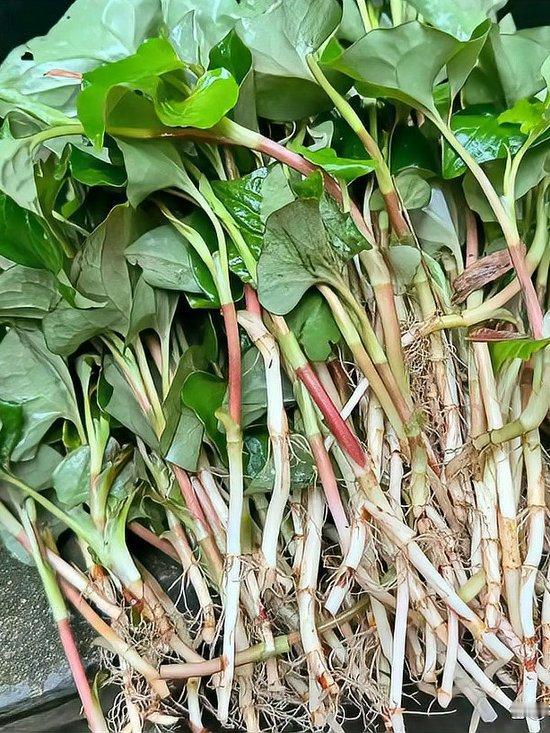 因为帮儿子带娃后原因，我和老伴一起曾经在湖北某地居住了十几年时间，期间接触到许多