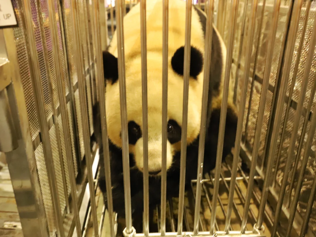 从今天开始东莞也有大熊猫了！今晚8时两只大熊猫将从四川成都大熊猫基地乘坐飞机抵达