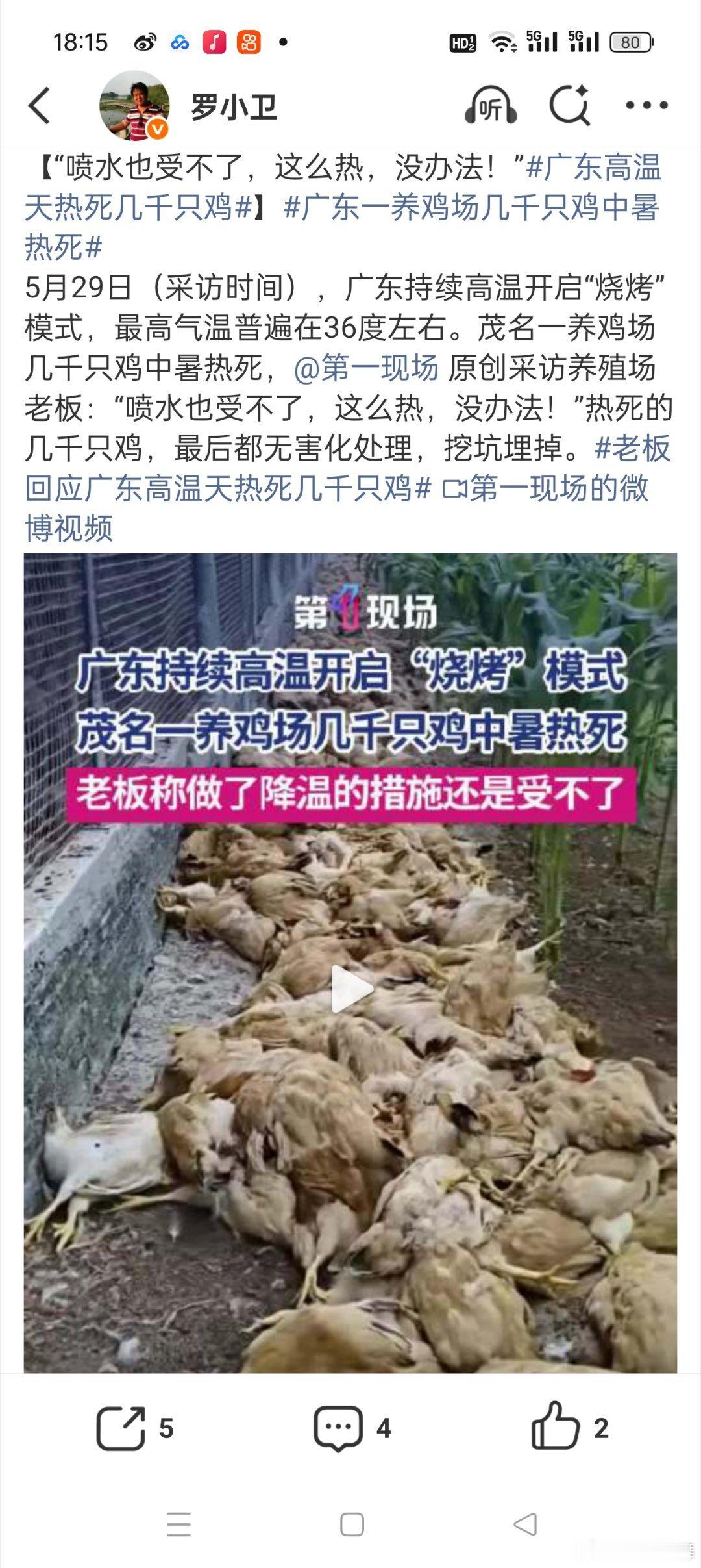广东暴雨天淹死16000多只鸡广东的鸡真的太难了前几天高温热si几千只，这两天又