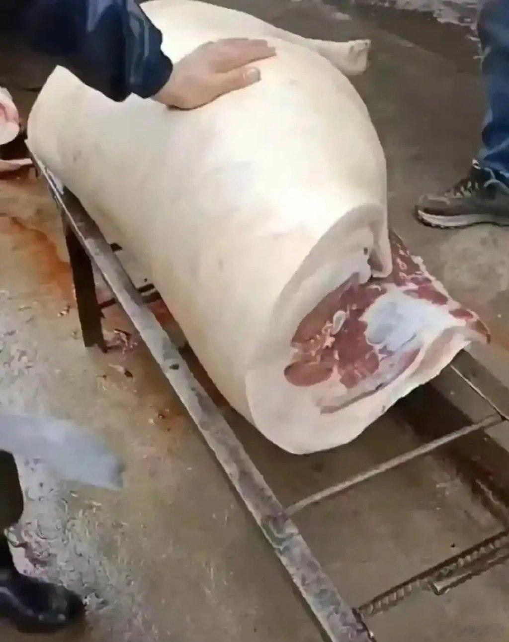 这头猪生前吃了不少好东西吧！ ​​​