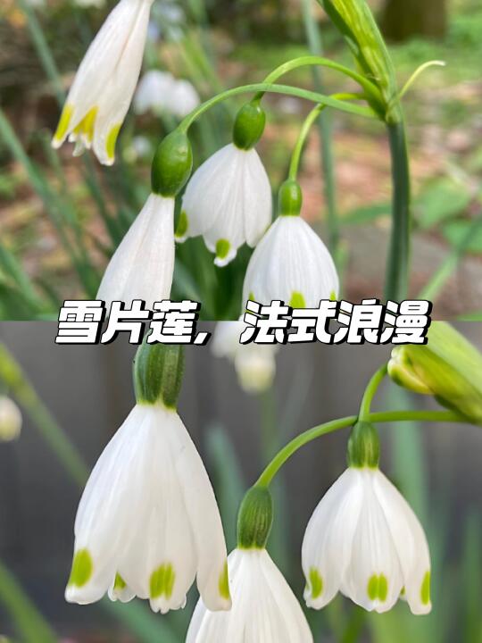 🌿雪片莲盆栽，法式高级感🎐