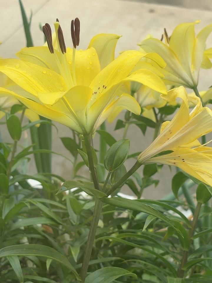 欣喜百合花又开，
百年好合福满怀。
也将祝福送给你，
点开屏幕自然来。