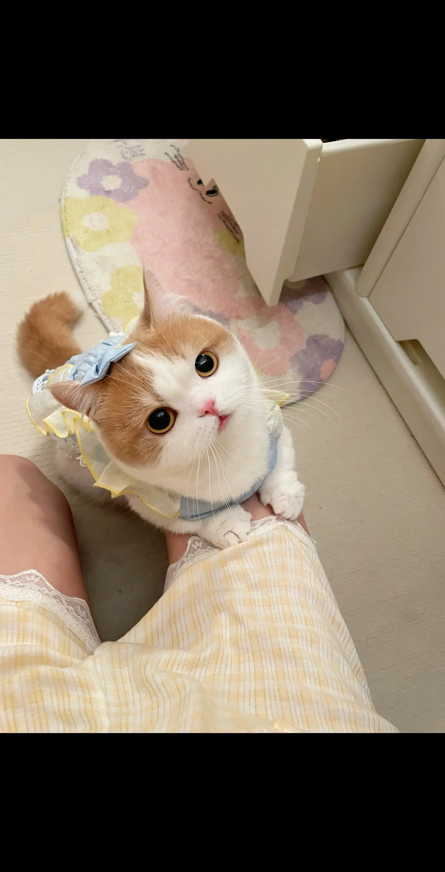 🐱：不许干活，快跟我丸！！