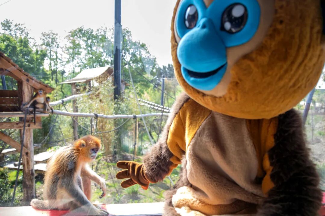 访华结束前，马克龙把熊猫弄到手了