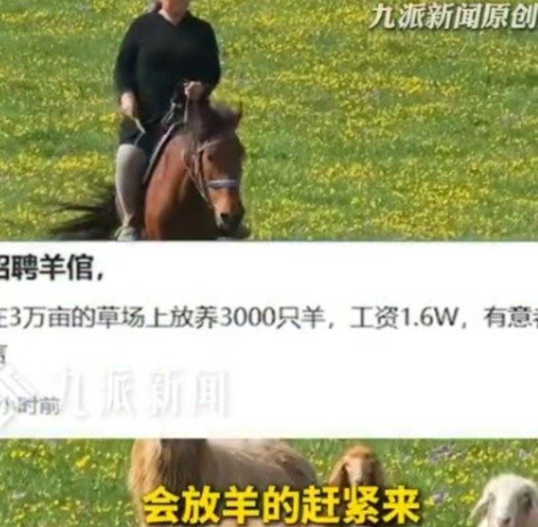 月薪1万6招人放羊，包吃住还有WiFi，看完没人羡慕了
 
近日内蒙古锡林浩特牧