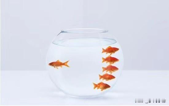 什么叫做理想生活？不用吃得太好穿得太好住得太好，但必需自由自在，不感到任何压力，