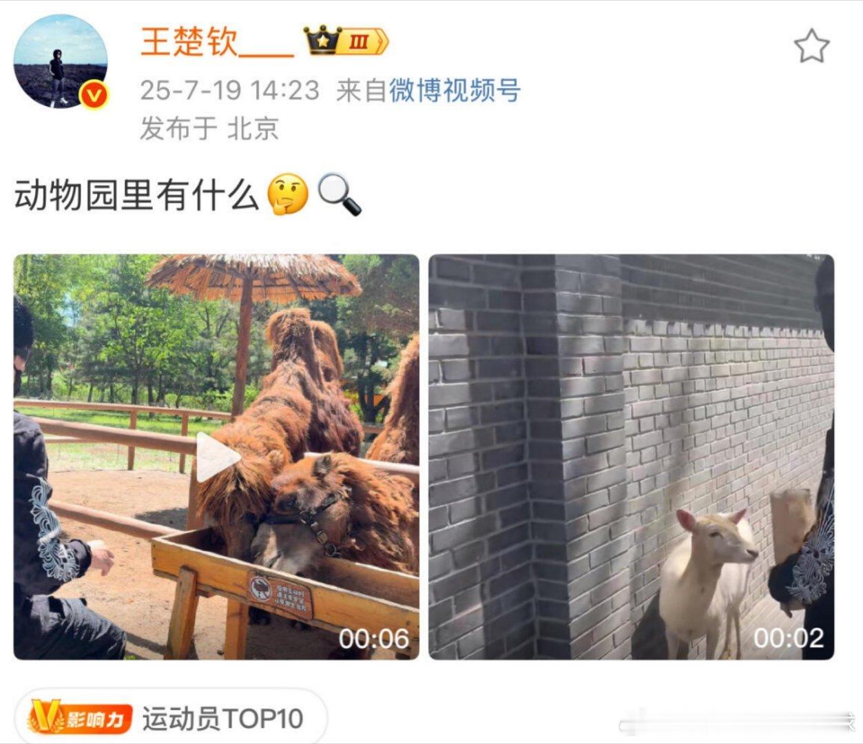 王楚钦逛动物园动物园里有什么？ 报告！！有狮子🦁 ​​​