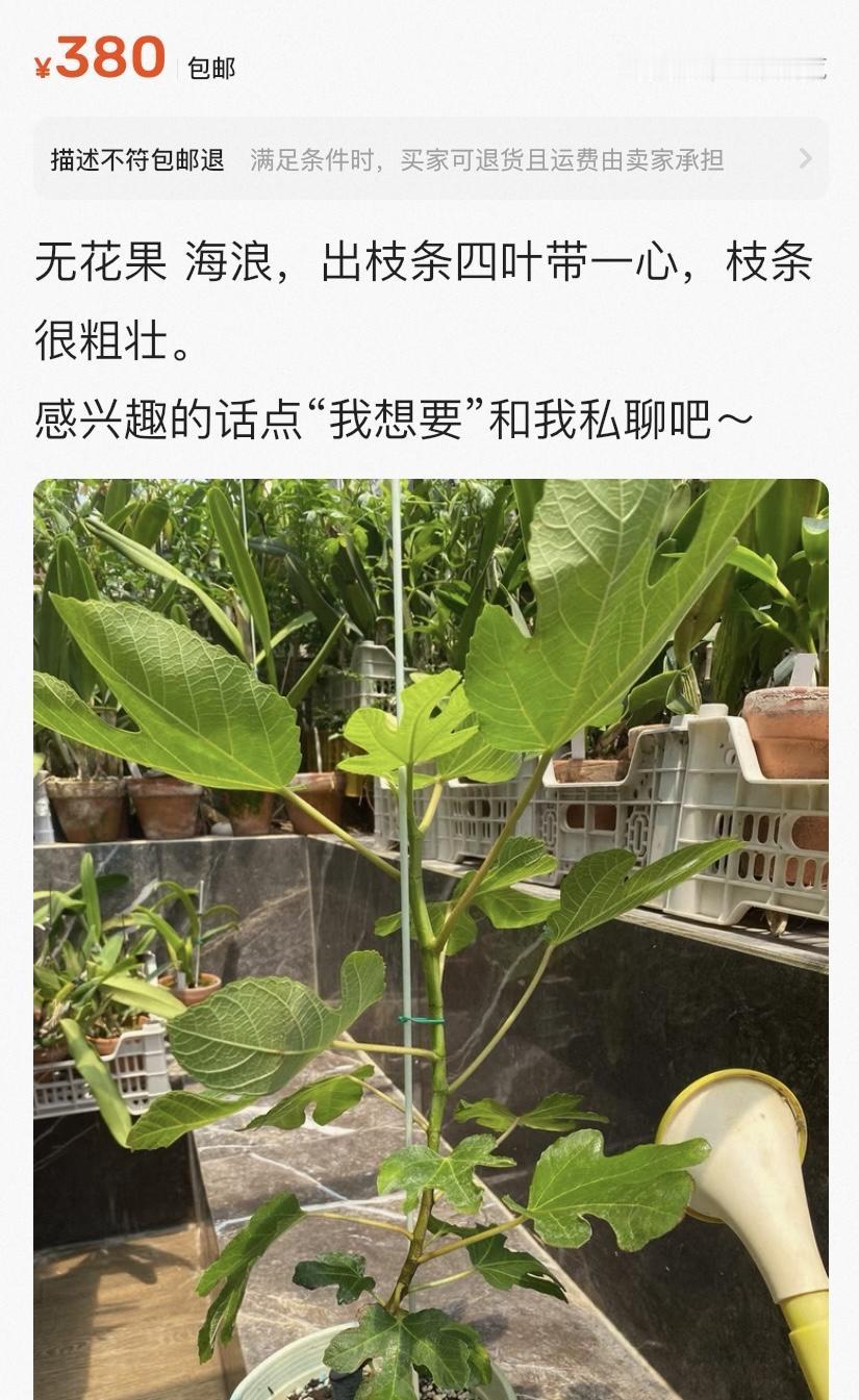 这事儿还挺有挑战的、假如、我说的是假如你花380买来一根三芽的枝条，要是嫁接成活