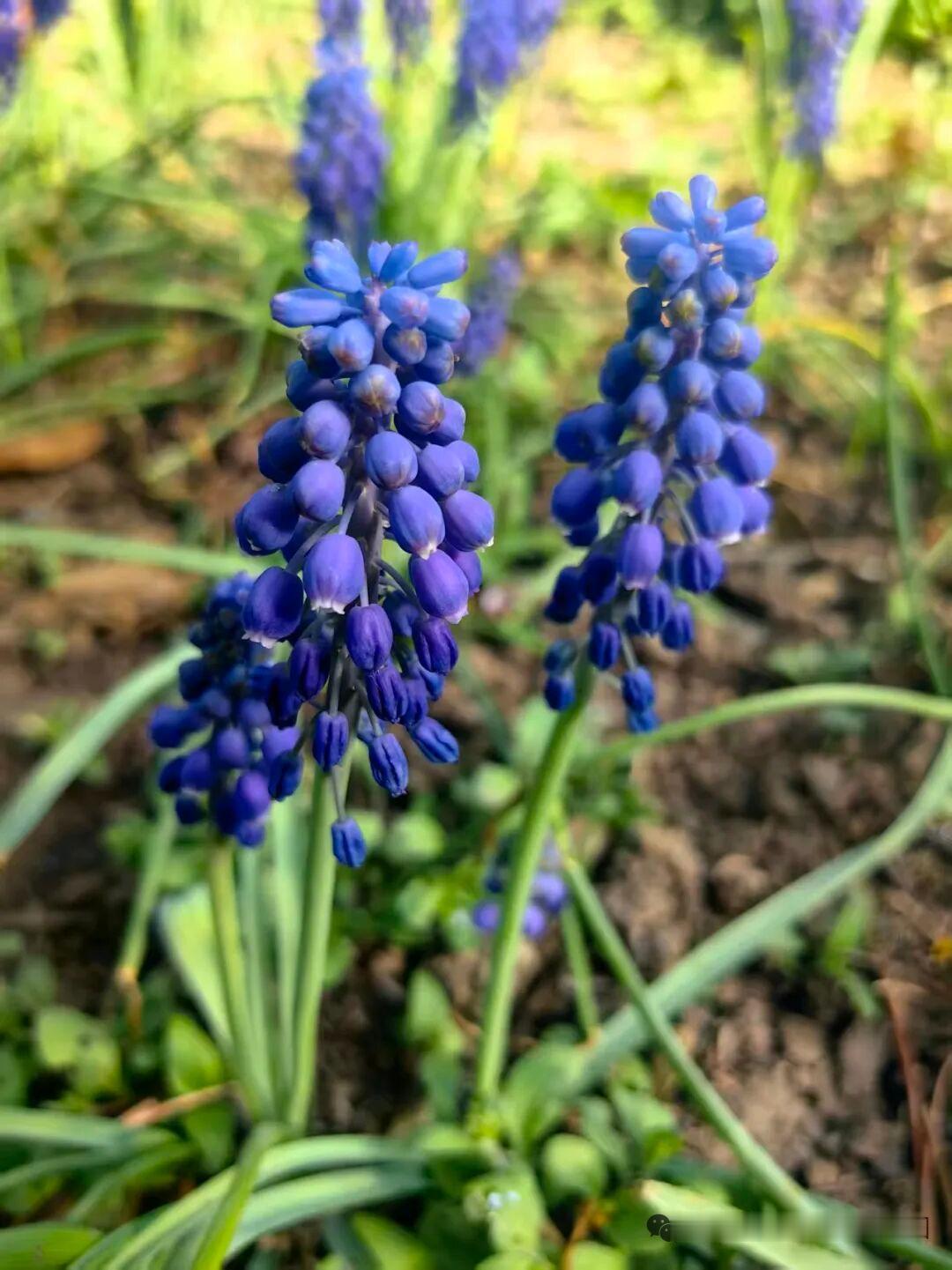 蓝紫色的风信子绽放，春天的气息扑面而来！🌸💜