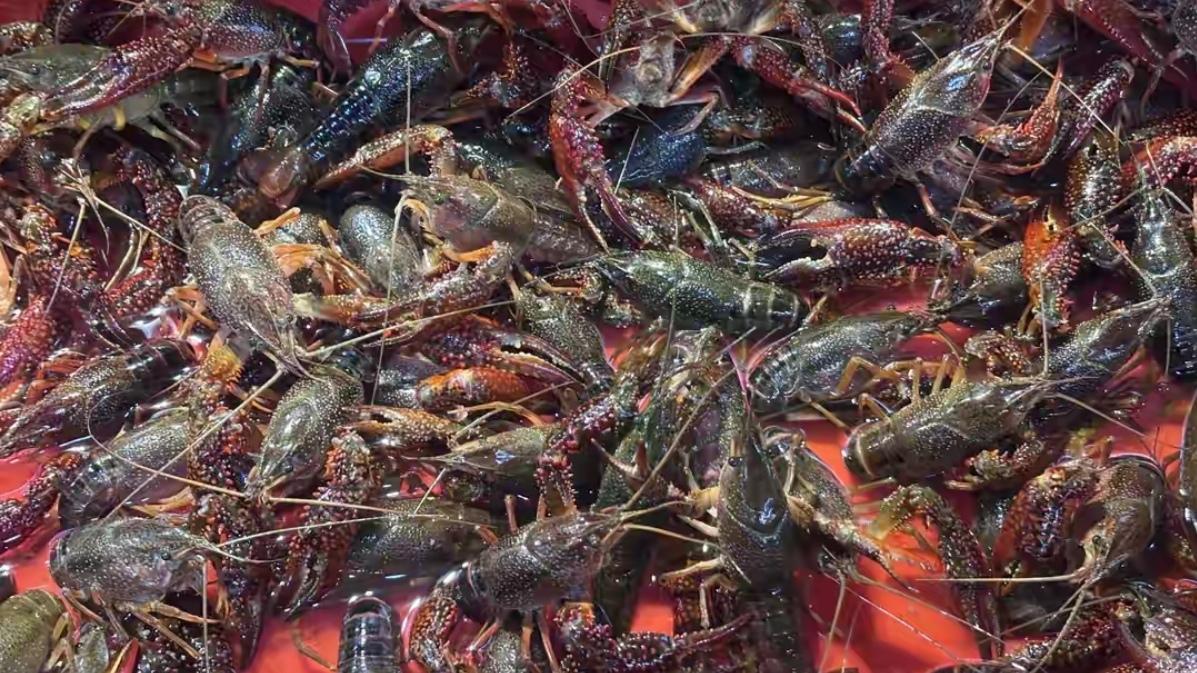 🔥昆明人注意！今年第一波小龙虾上市，价格更亲民。昆明早春小龙虾已抢鲜上市！本地