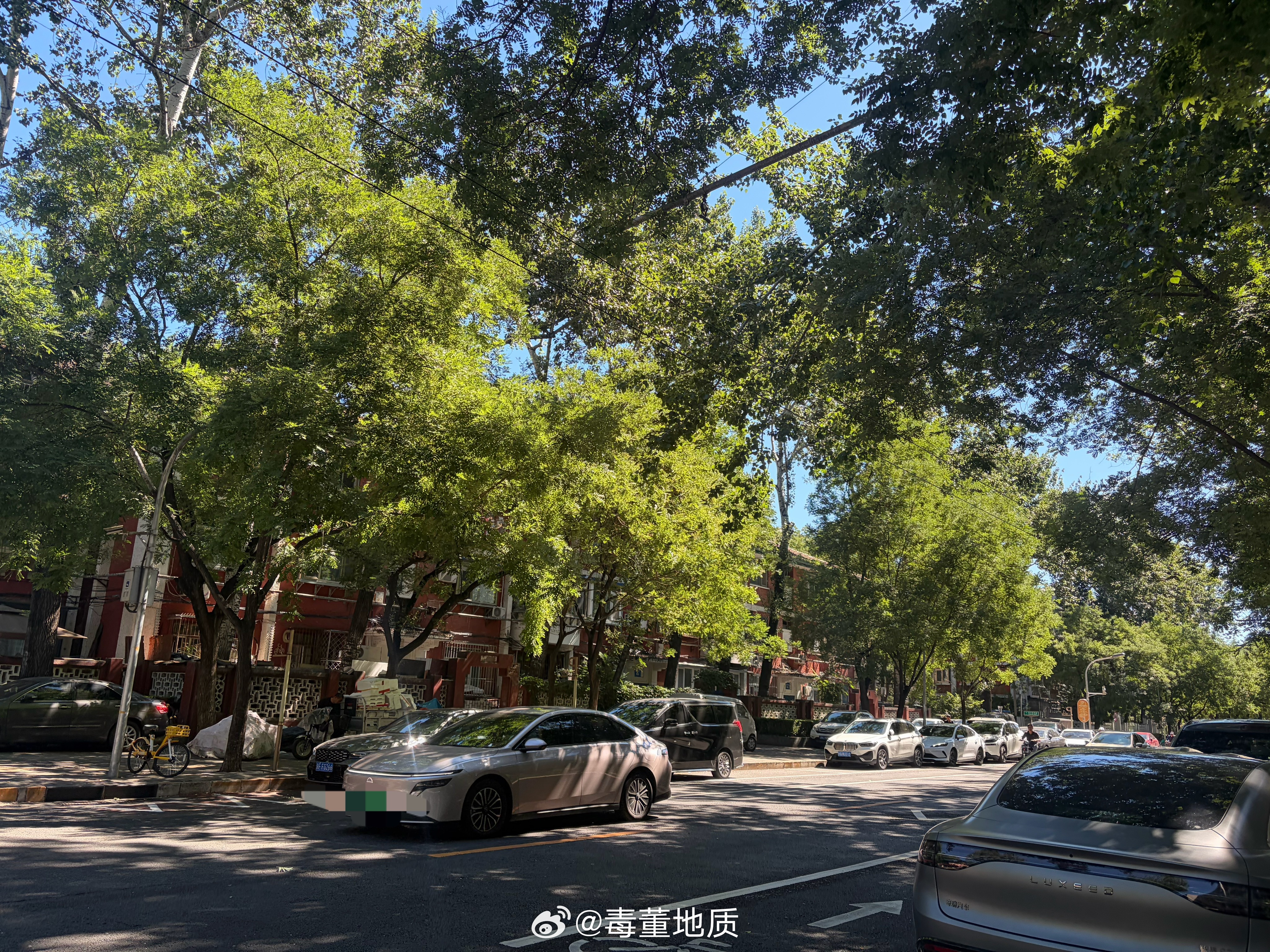 绿树成荫 