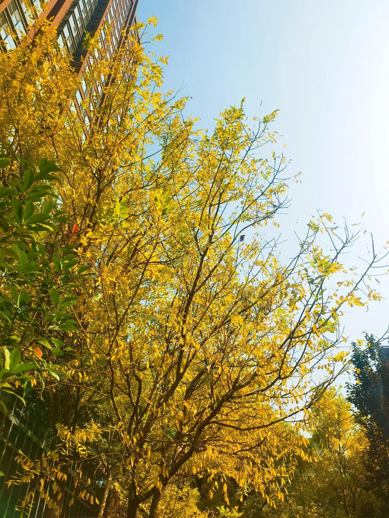 今日寒露。#秋天美景随手拍景色分享#我们小区栽种一些洋槐树，其他的季节看似很普通