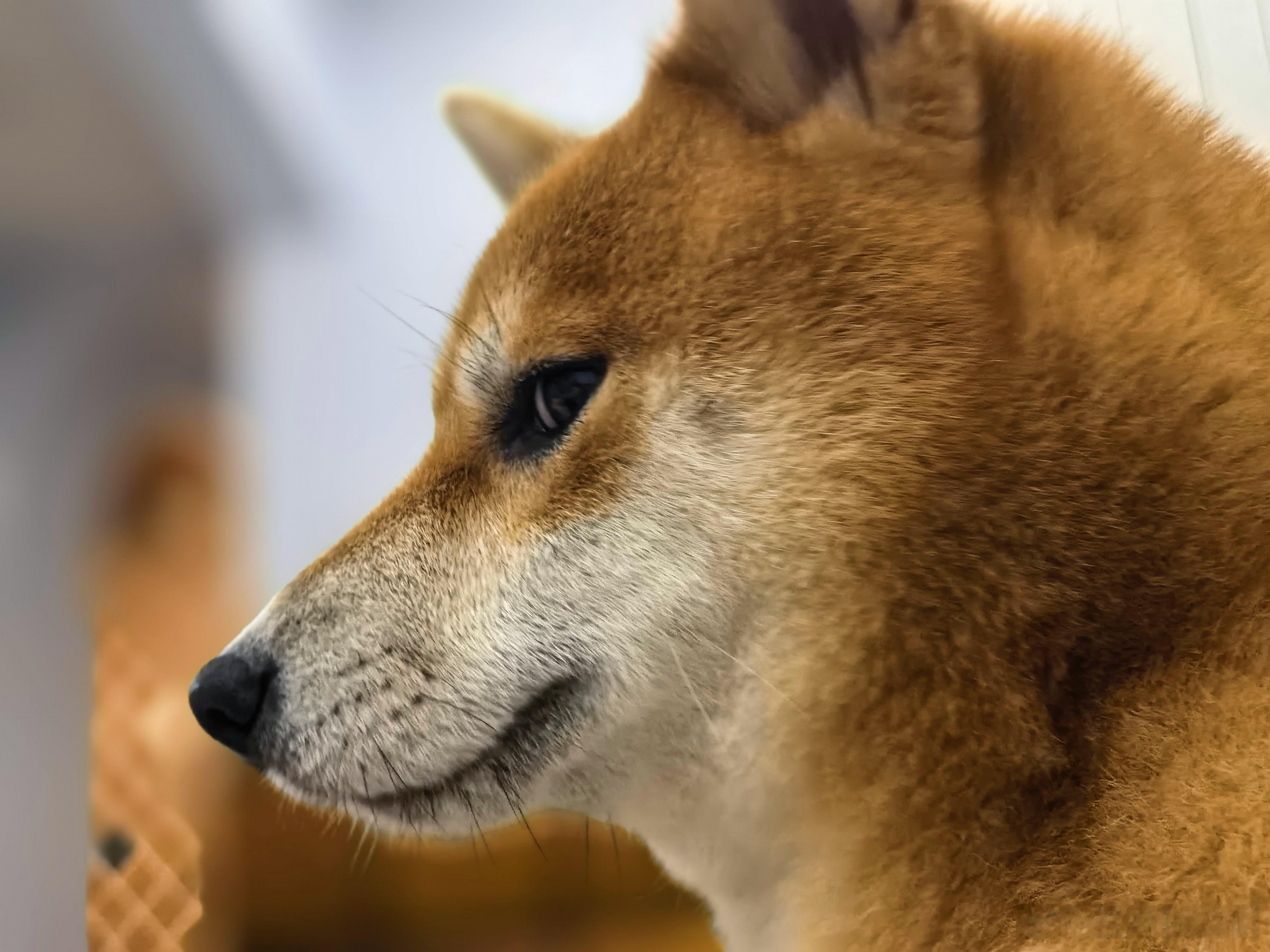 养了波音达，才知道柴犬是一款多适合家养的小狗，简直称得上宜家宜室。