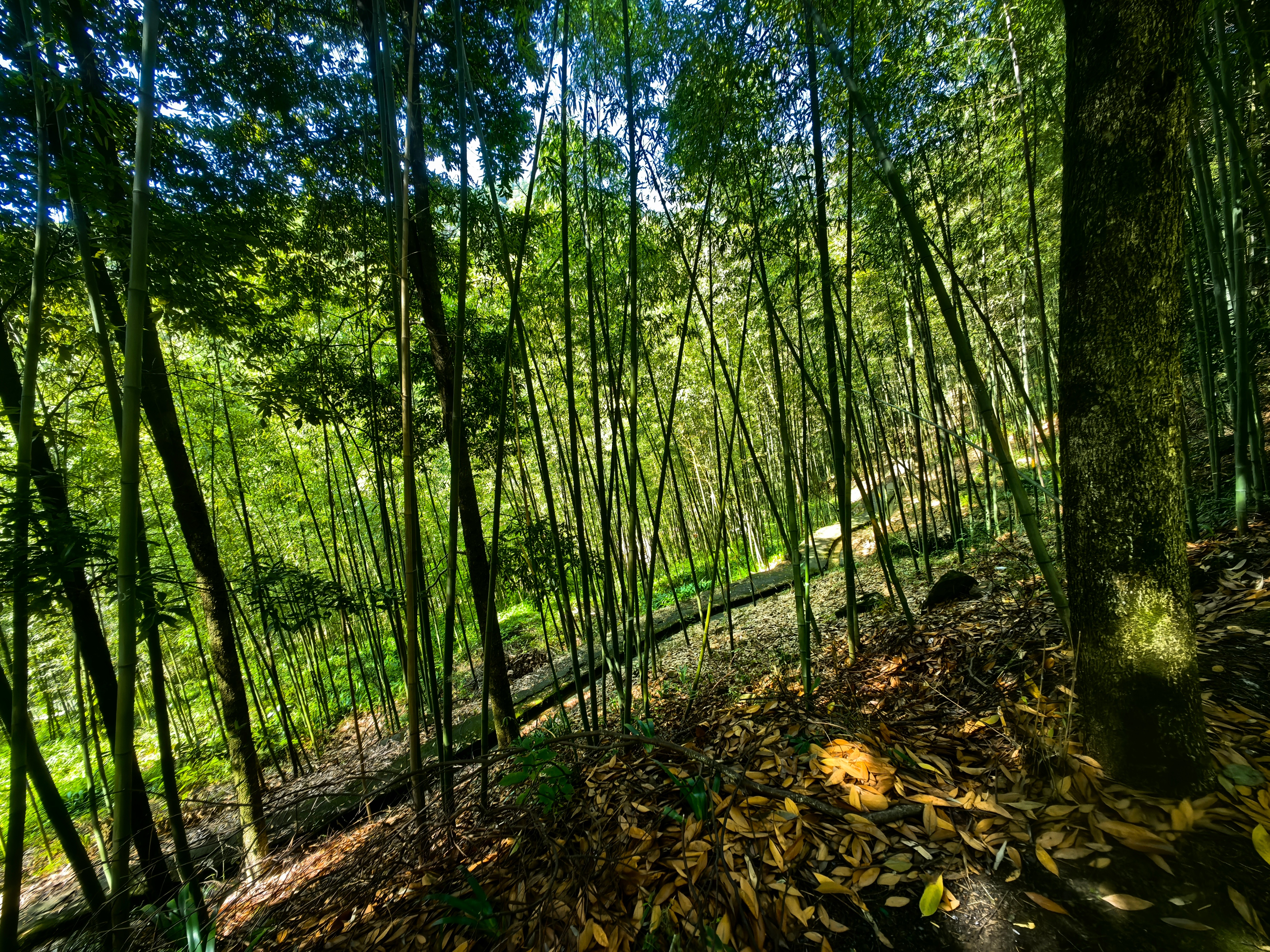蒲阳街道的铜马沟竹海公园，风景很一般，但可能因为气温比市区低两三度，游客还不少。