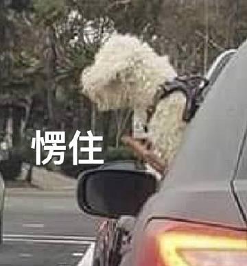 炫耀的狗子