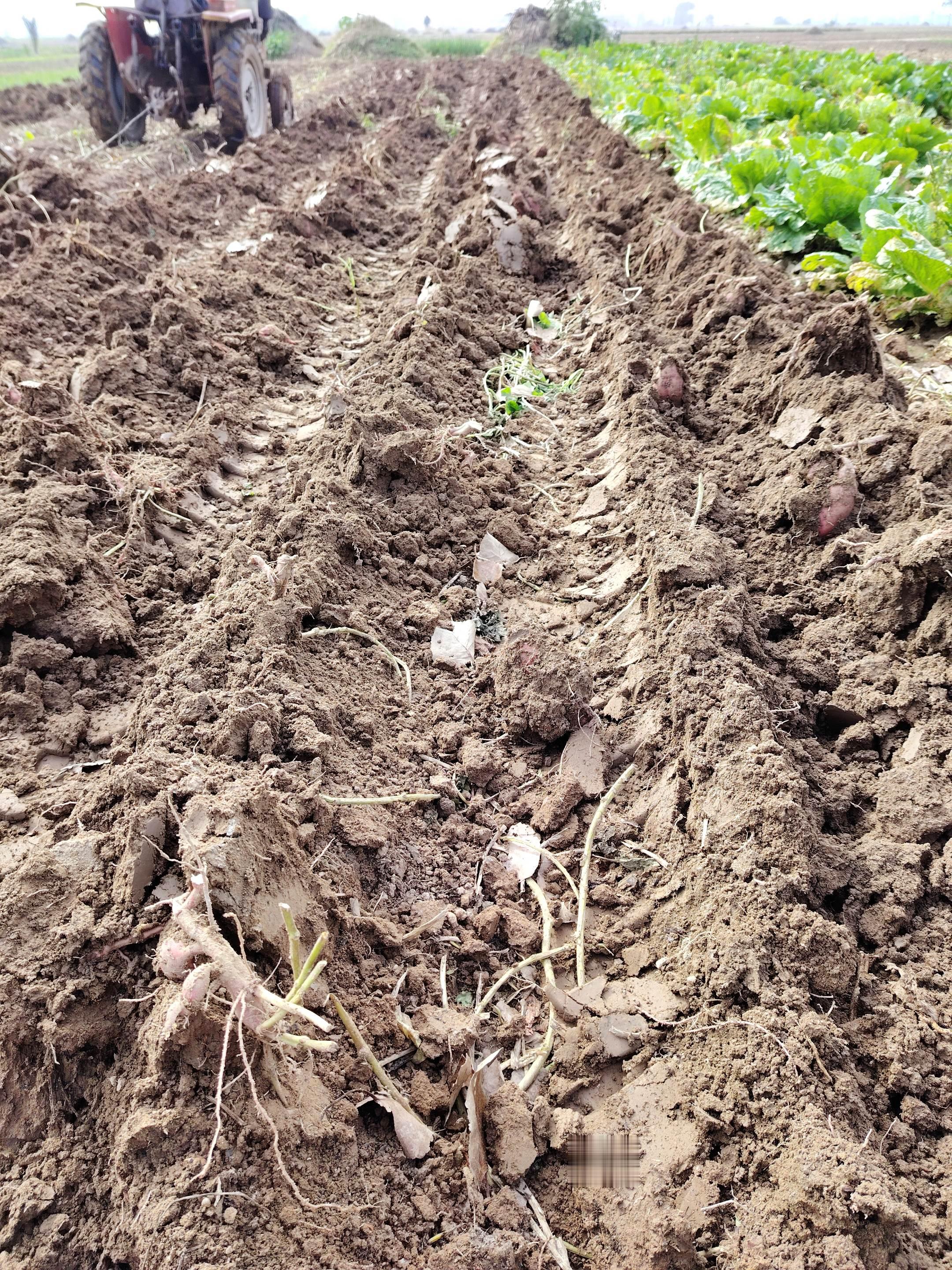 生活不止有诗和远方，还有眼前这几分地的红薯，别问我在干嘛，没回消息就是...