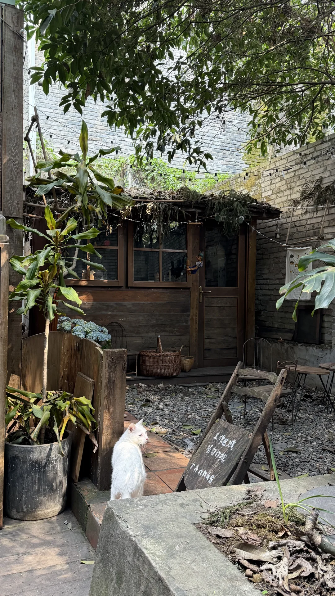 来重庆可以不去洪崖洞，一定要来南山咖啡店