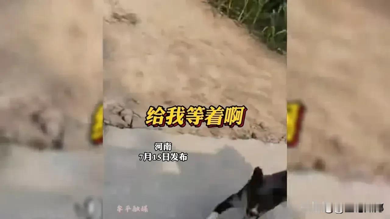 哈哈哈，太好玩了！都是狗仗人势，终于见识了一下什么叫“人仗狗势”！

恶犬欺负人