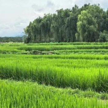 春雨贵如油，渠水是美酒，美酒灌麦田，醉得麦苗绿油油。 