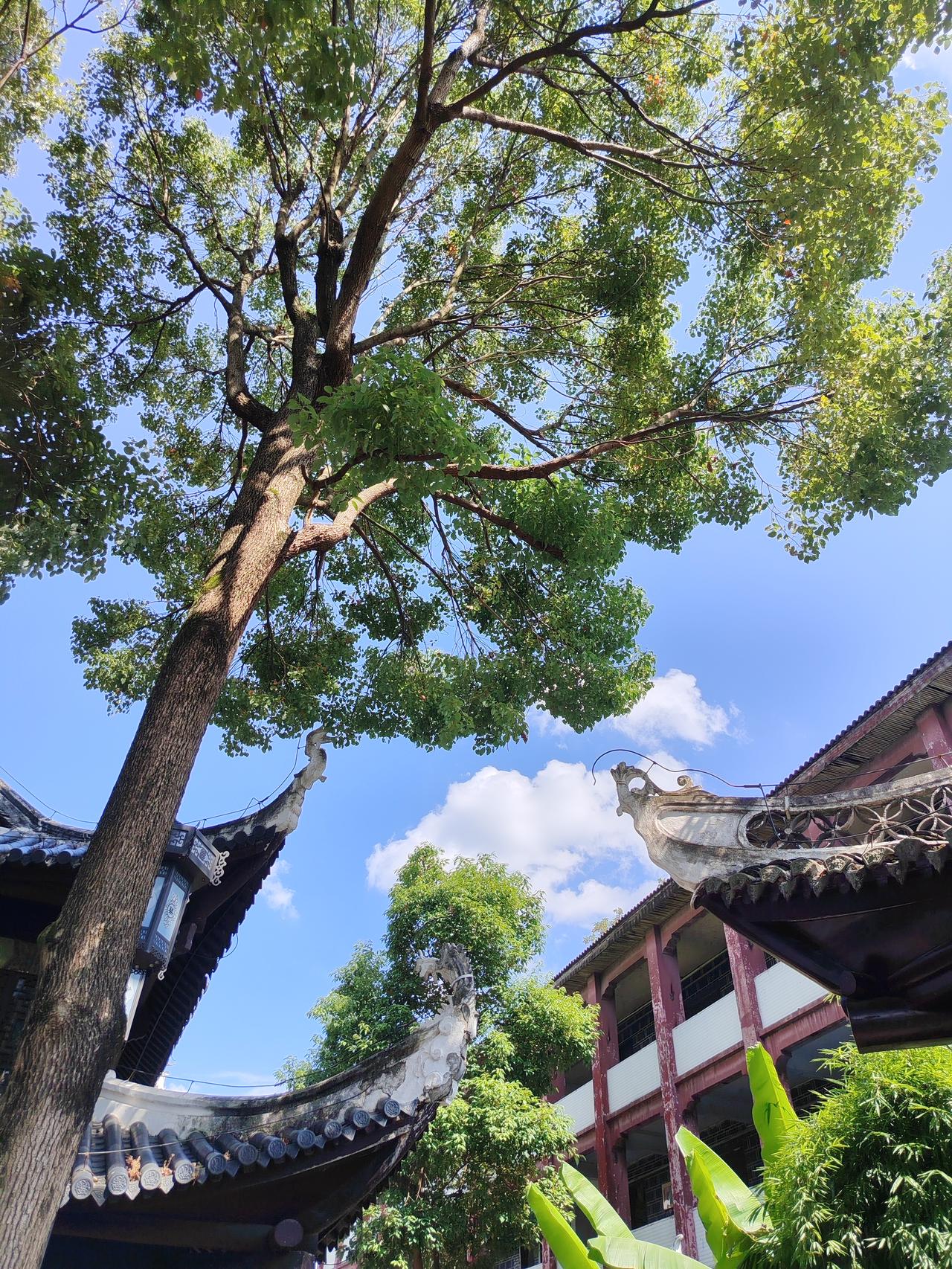 一滴雨砸在蚊子翅膀上，它不会硬抗，而是顺势向一侧倾斜50度，让雨滴顺着翅膀滑落；