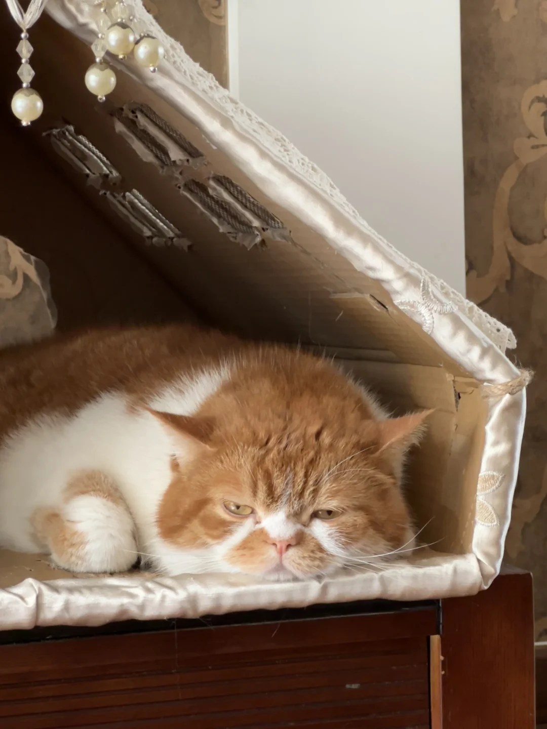 包的精装房分享🏡✨