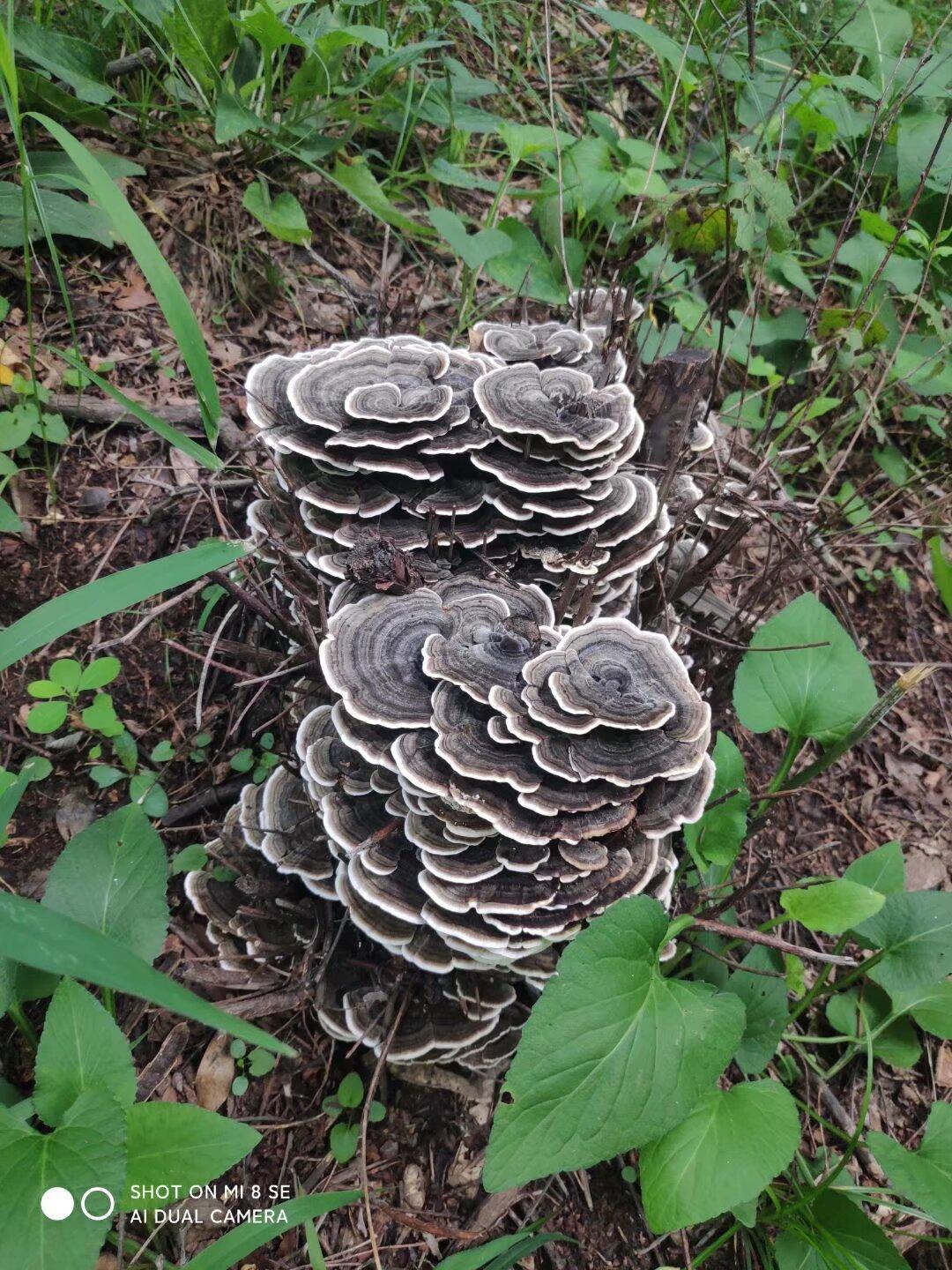 发财了，发现巨大灵芝，这要能卖个十万八万，老房子换新，再娶个媳妇没问题吧[呲牙]