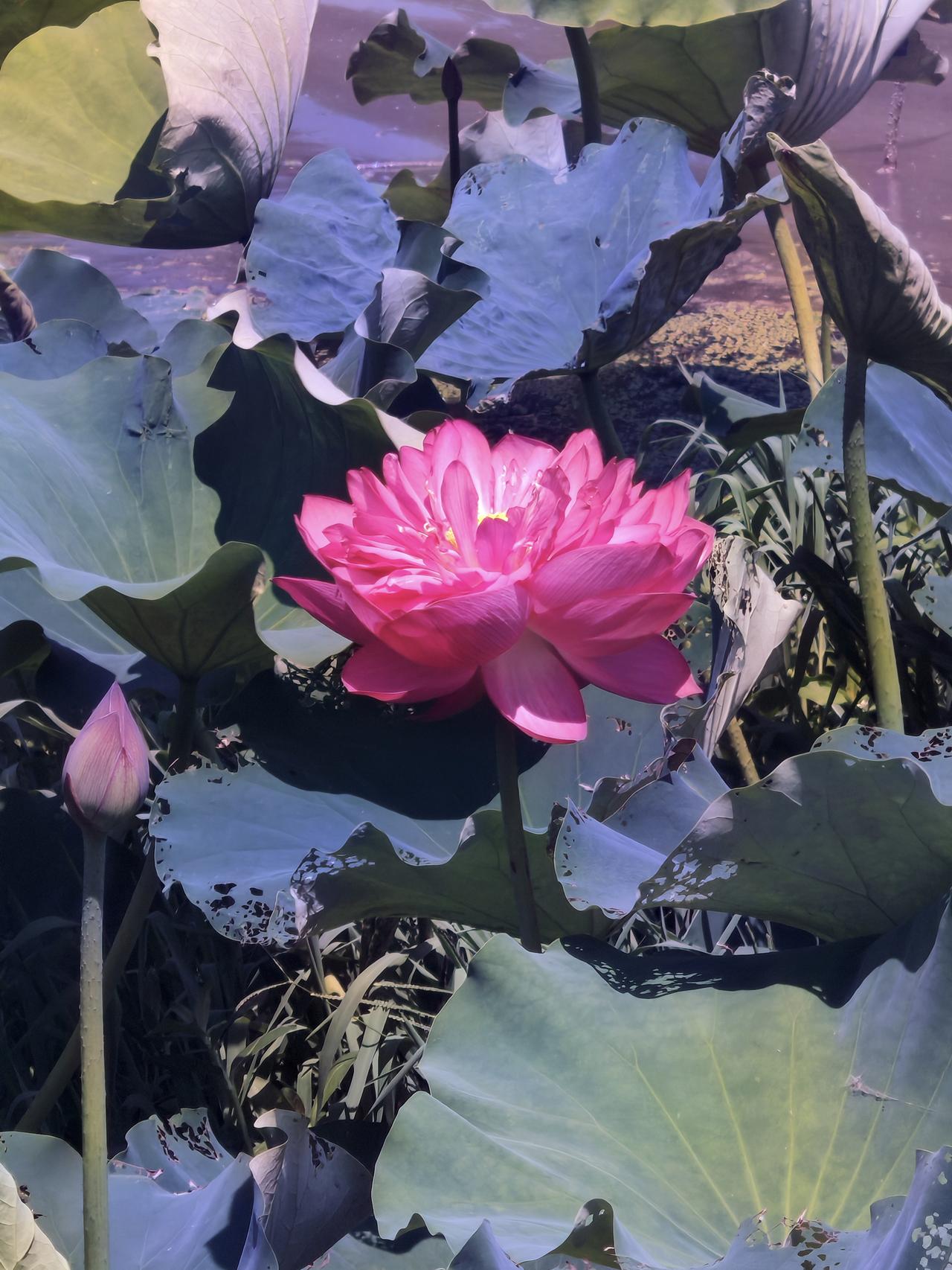 繁花似锦紫气东来