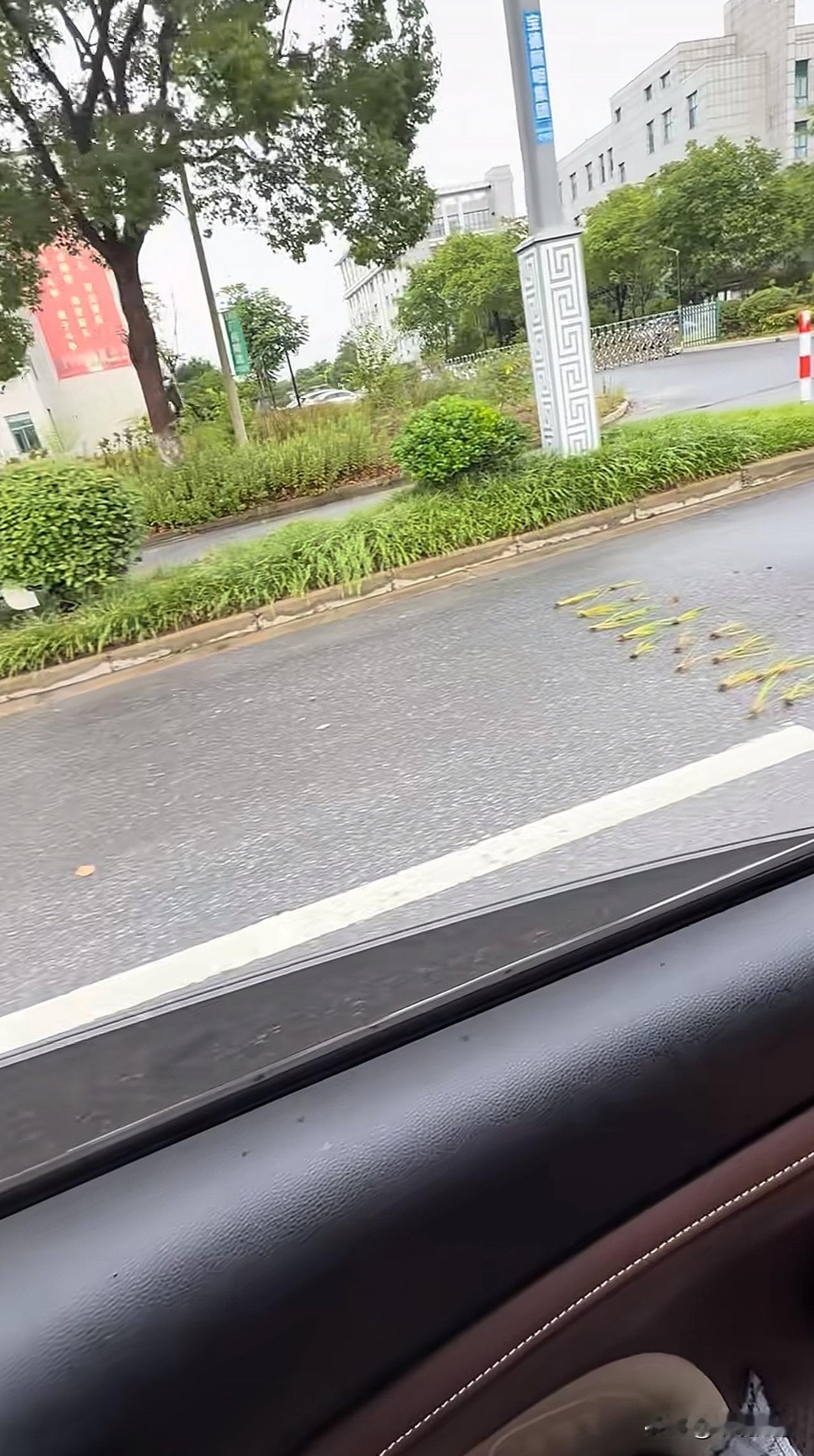 哥呀，你这啥情况，这是[捂脸]还没到地里呢，就开始了[笑哭]插秧