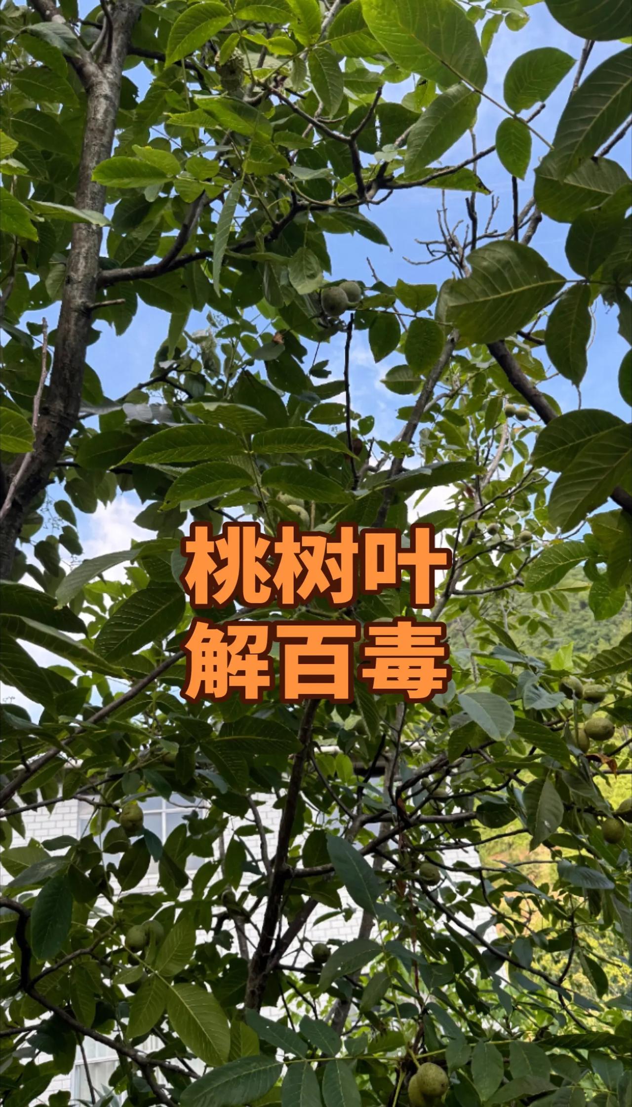 2026斯诺克武汉公开赛1/4决赛，中国选手吴宜泽鏖战7局以4比3绝杀伊朗名将瓦