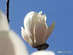 家门口的玉兰花正肆意盛放，满树繁花如云霞垂落。

这几日昆明的天格外通透，澄澈的