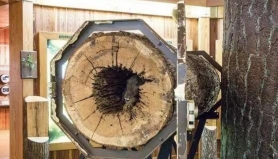 1980年，一名美国伐木工人，砍倒一棵栗橡树后，发现树干是空的，他好奇地走近察看