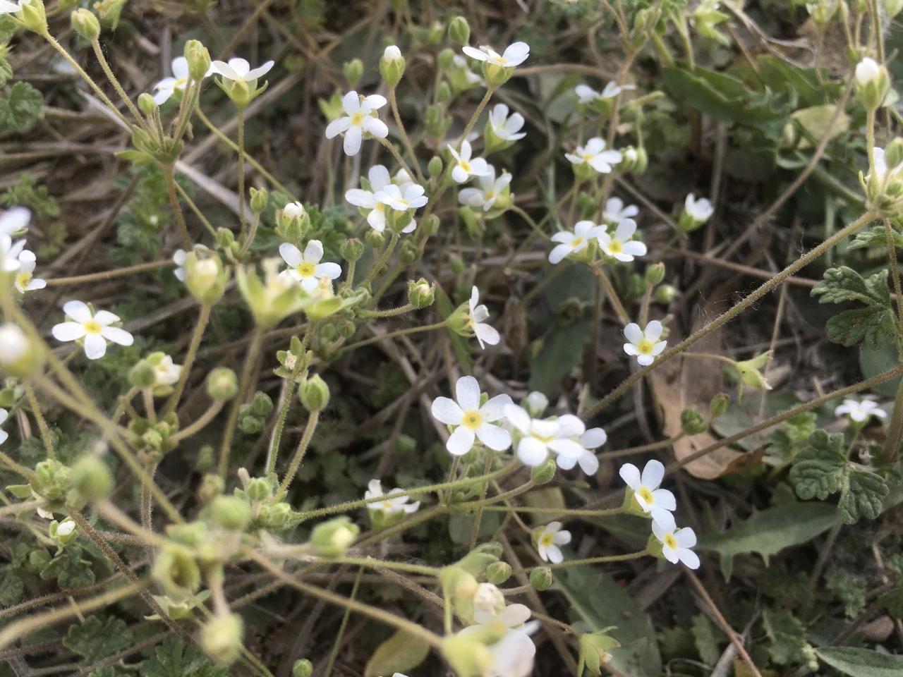点地梅，漂亮的小野花。

它是报春花科的，花型似梅，花瓣白色或粉色，在草丛中悄然