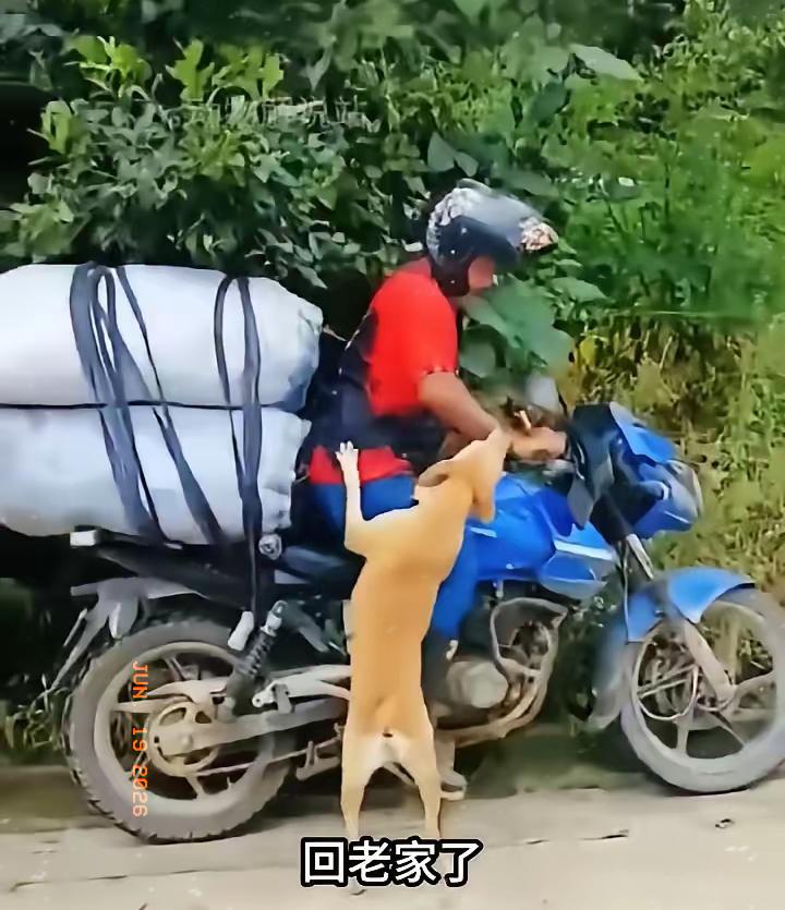 谁能不被工地这段双向奔赴的情谊戳中，比起人情往来，小动物的真心从来纯粹又厚重。工