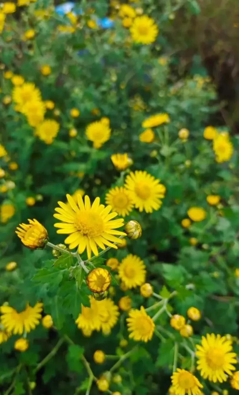 △△秋风咏△△
✍🍒🌼🍎🍂🌸
轻风一吹胸襟开，
缕缕忧愁随即排。
走步
