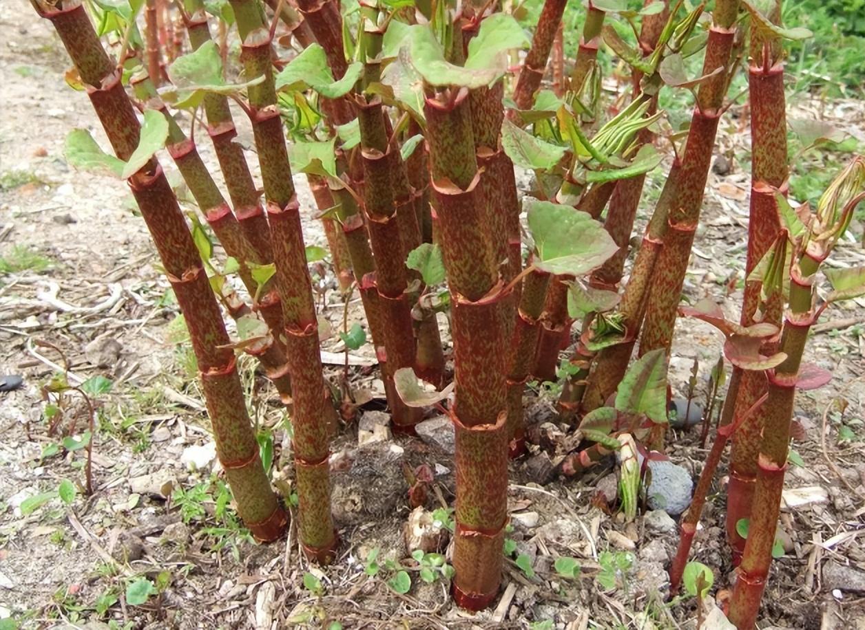 令国外痛苦的“入侵花”，在中国沦为咸菜，吃到人工种植成笑谈

70后、80后的记