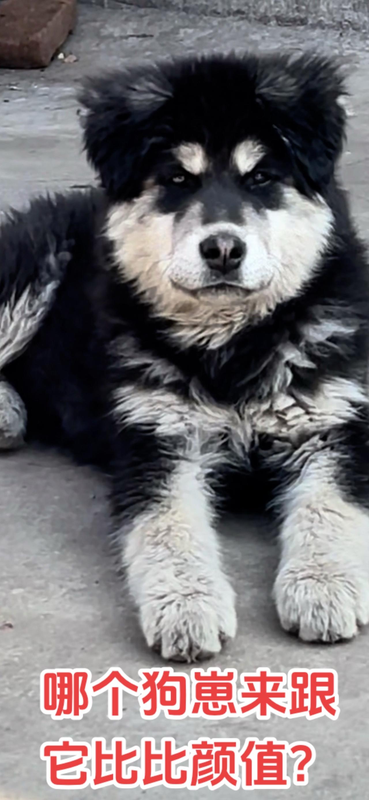 养太行犬的这么多，这个号称顶级那个天花板，我怎么没看出来那些顶级和天花板好在哪？