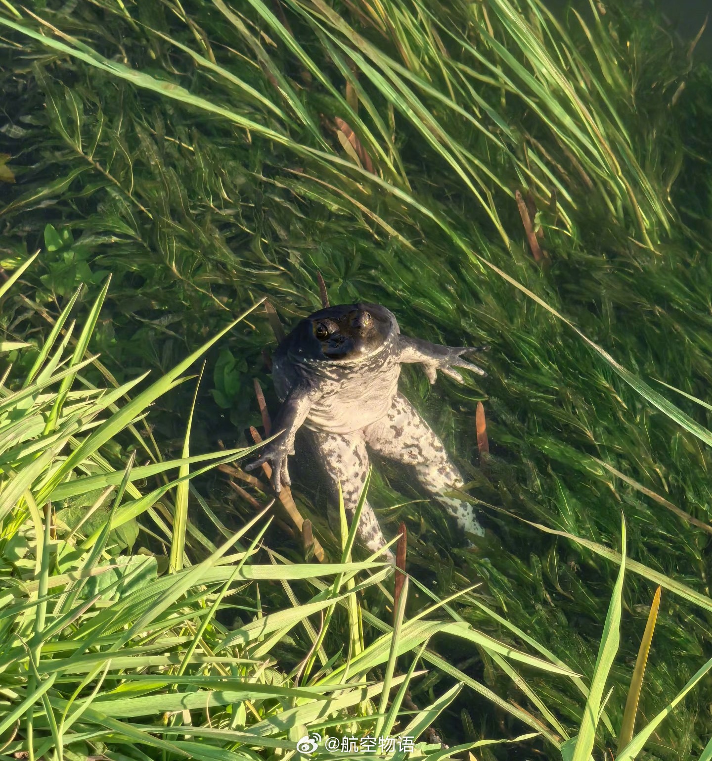 票圈有人养出了最划算的小龙虾🦞：把电脑远程控制权限交给哥们，给他布置任务，他人